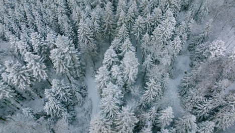 Reveladora-Toma-De-Un-Vasto-Matorral-Denso-Sobre-Los-Bosques-De-Jorat-Durante-El-Invierno-Cerca-De-Lausana,-Cantón-De-Vaud,-Suiza