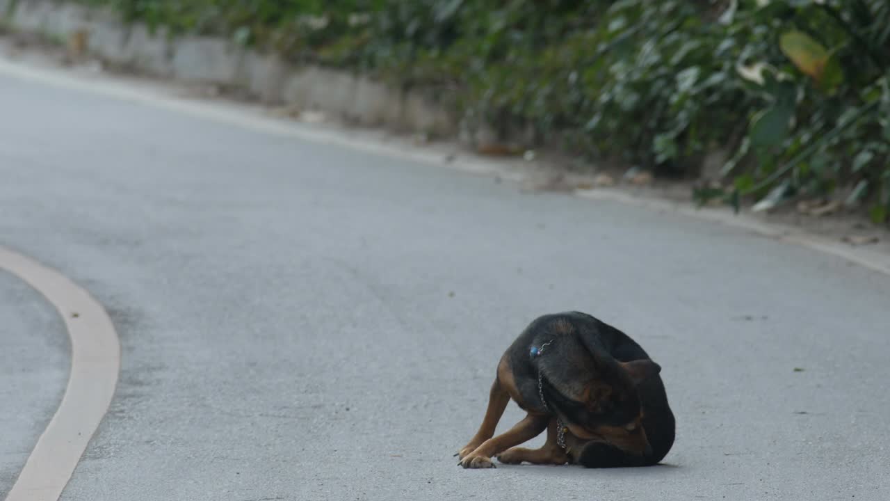 female dog licking and cleaning its body