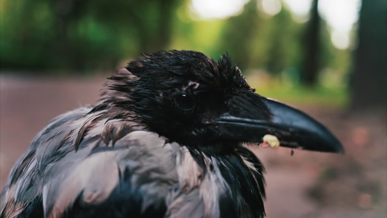 Black little baby crow seating on a road in a green park in summer