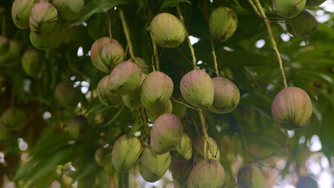 mango rojo en un ramo colgando en la altura en el árbol, mirando hacia arriba a la fruta