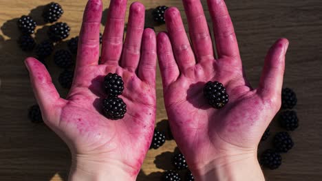 a close-up of hands stained brightly with blackberry juice, holding fresh blackberries against a natural wooden background, showcasing nature's bounty and rich colors