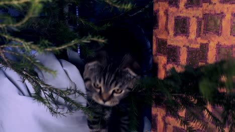 gato cerca del árbol de navidad y regalos