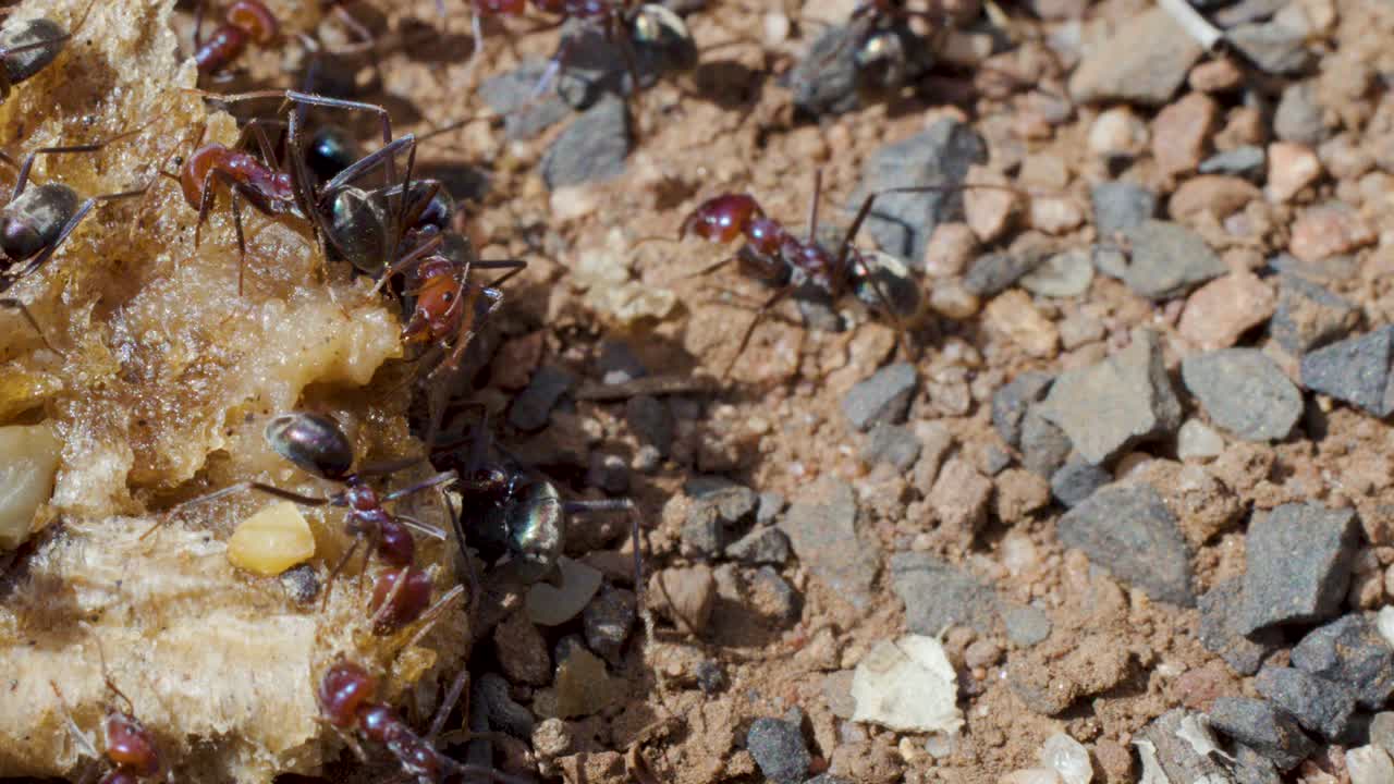 Macro-primo piano di formiche che lavorano insieme su un avanzo di cibo, luce naturale, terreno roccioso, lavoro di squadra