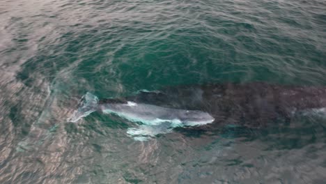 humpback whale mother and calf in turquoise ocean, nsw, australia - drone shot