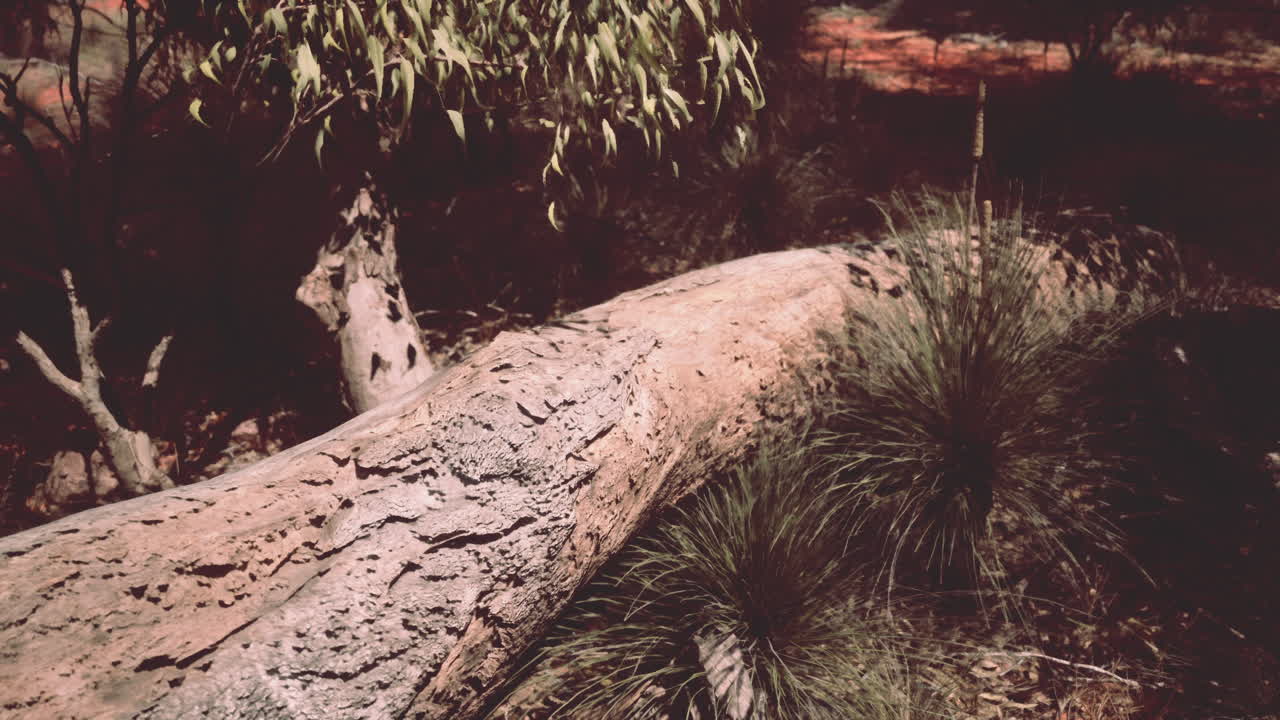 tronco caído en un entorno natural