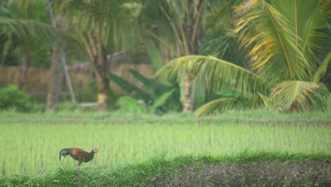 A-single-male-cock-is-walking-around-a-field,-free-and-roaming-around-looking-for-worms-in-the-ground