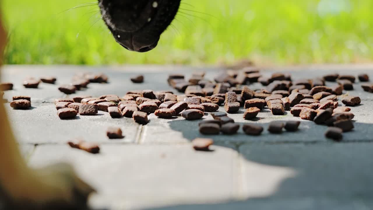 Slow motion close up, curious Malinois puppy trying to eat dry food off pavement