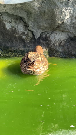 duck resting peacefully in green water. a duck with intricate patterns enjoys a restful moment on the surface of green water amidst rocky surroundings
