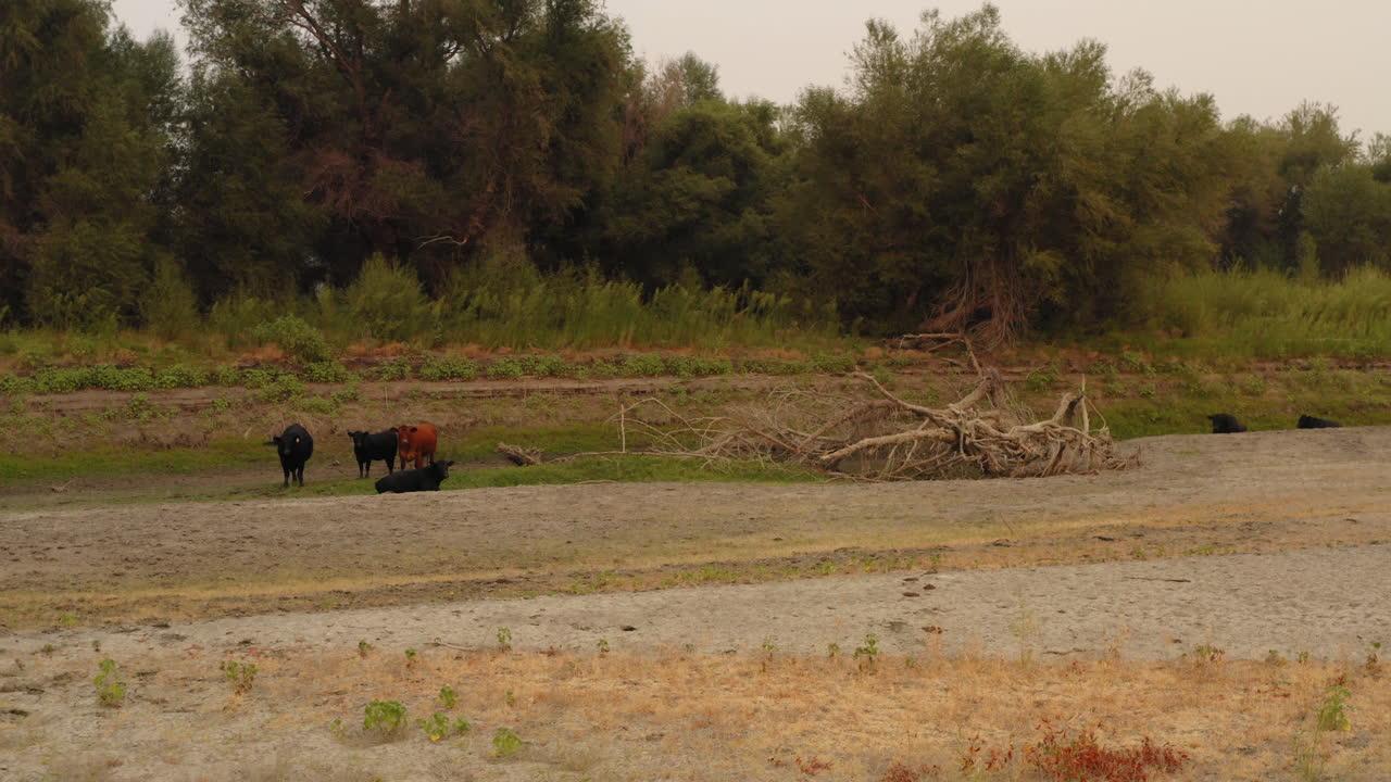 말린 올랜도 뷰트 호숫가 근처에서 풀을 뜯고 있는 소의 조감도