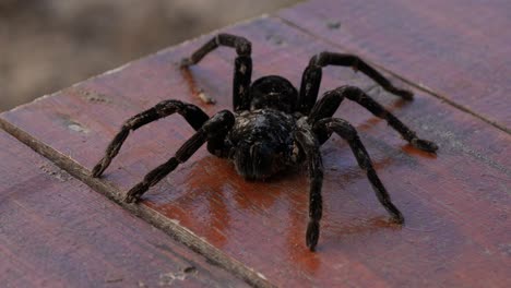 Macro-De-Tarántula-Negra-Grande-En-Brasil