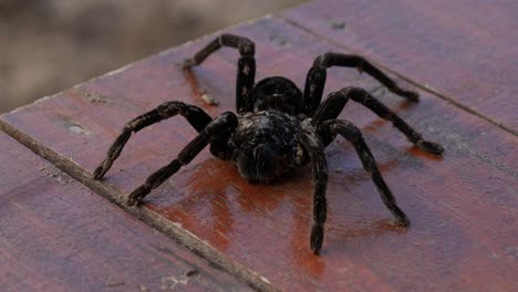 macro de tarántula negra grande en brasil