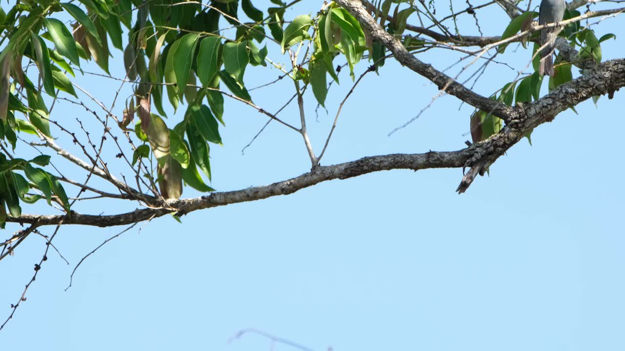 Flew up to a tiny twig, upper right of the frame with its tail still visible, Verditer Flycatcher, Eumyias thalassinus,Thailand