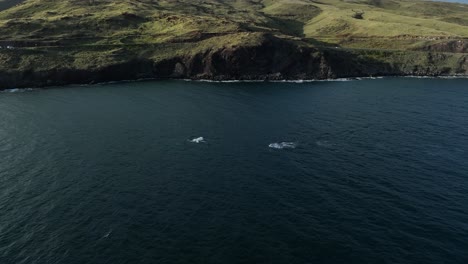 whales swimming below the honoapiilani “pali” highway in maui