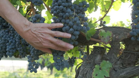 Woman's-hand-in-red-ripe-vine-grapes-in-vineyard