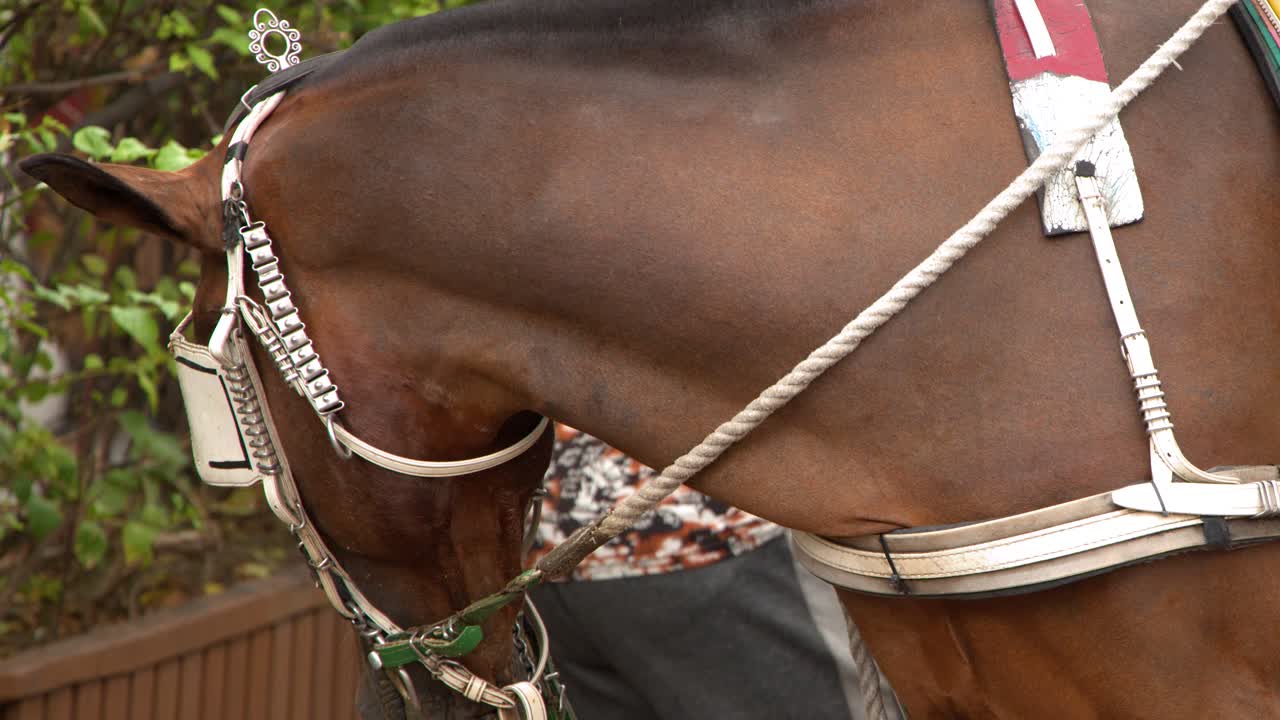 Un cavallo marrone sta fermo indossando un'imbracatura tradizionale da kalesa su uno sfondo verde e frondoso