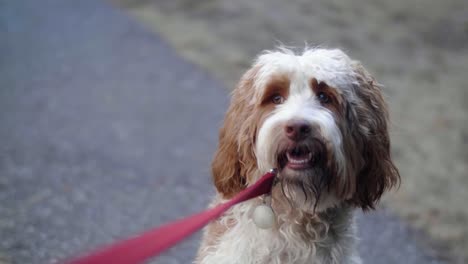 Close-up-of-cute-brown-and-white-long-haired-terrier-dog-on-leash