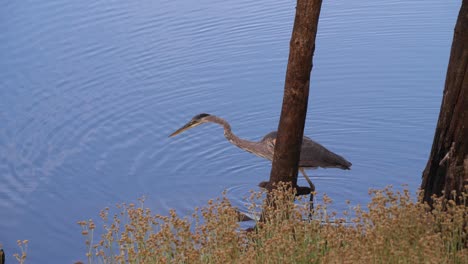 garza acechando a través de las aguas azules en un lago del suroeste
