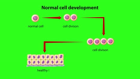 Animated mitosis sequence showing healthy cell division and tissue formation with labeled arrows on green