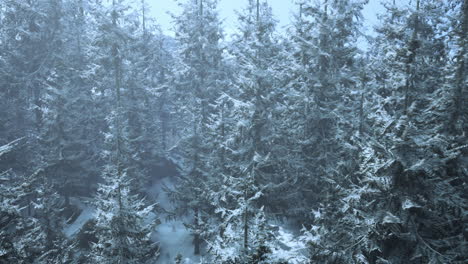 雪地的森林