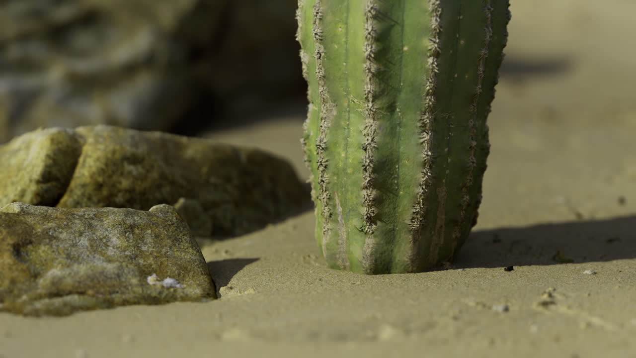 Cactus standing on sandy ground surrounded by rocks in a desert setting