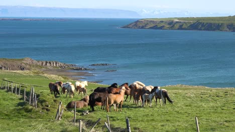 frisky icelandic ponies horses stand in green field in westfjords fjord region of iceland