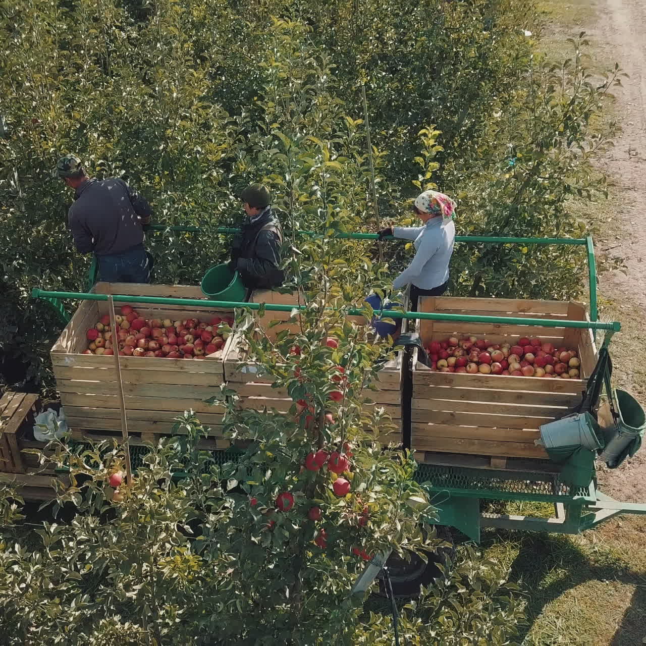 Workers pick ripe apples in a wooden boxes in an apple orchard in the field in the summer. Women and men work in the garden in a warm weather.