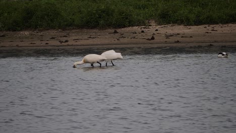Close-up-of-two-spoonbills-foraging-in-shallow-water