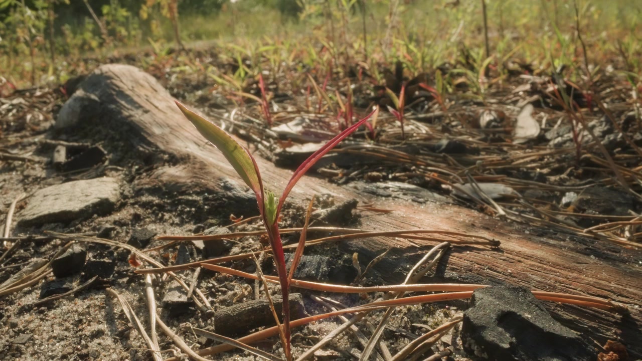 Close-up View of Young Plants and Pine Needles on Forest Floor
