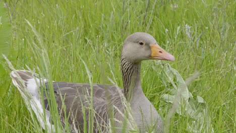 Family-of-Canadian-Greylag-geese-feeding-amongst-the-reedbeds-of-the-Lincolnshire-marshlands-and-enjoying-the-summer-sun