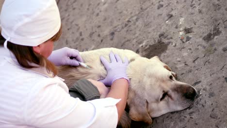 veterinary doctor makes a shot against rabies