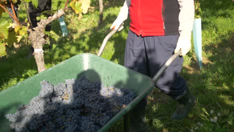 winemaker is harvesting grapes