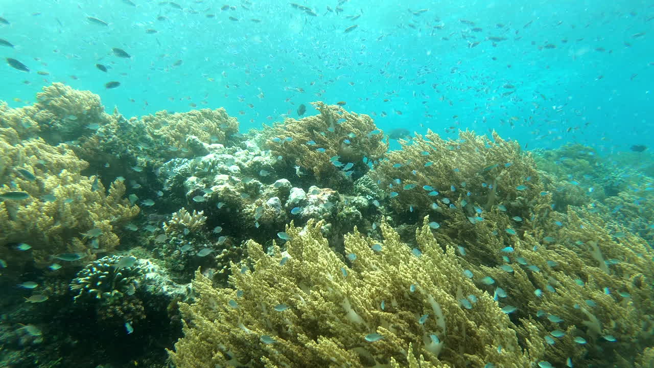 la belleza bajo el agua te sorprenderá.