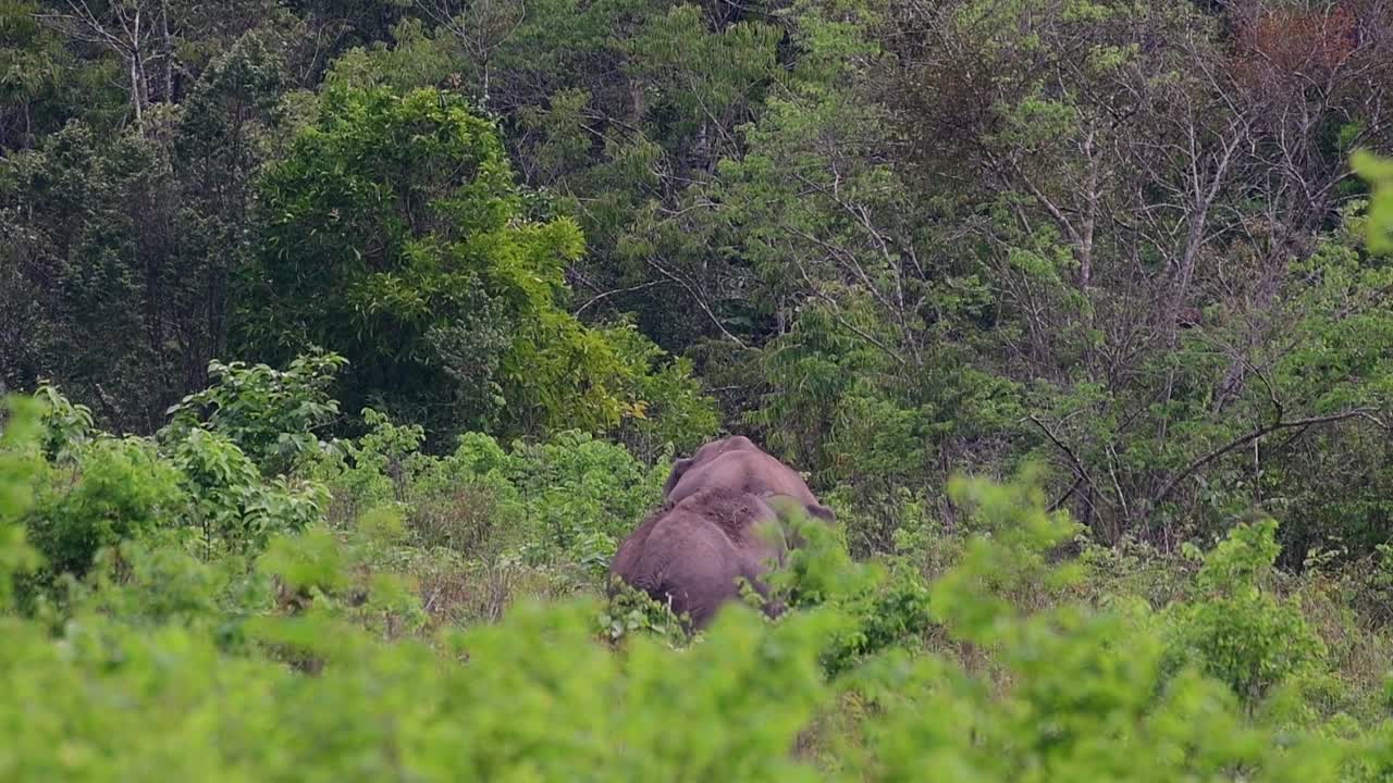 los elefantes asiáticos son especies en peligro de extinción y también son residentes de tailandia
