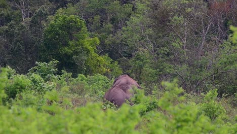 Los-Elefantes-Asiáticos-Son-Especies-En-Peligro-De-Extinción-Y-También-Son-Residentes-De-Tailandia