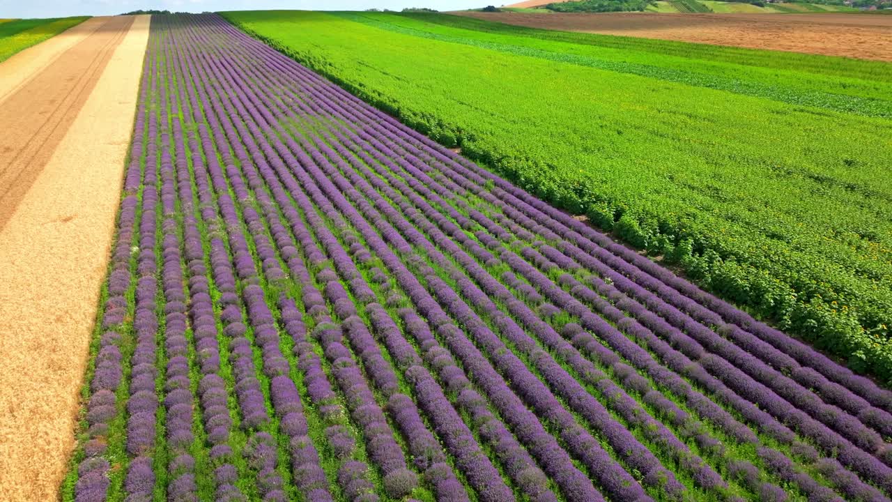 plantación de lavanda floreciendo sobre campos cerca del campo
