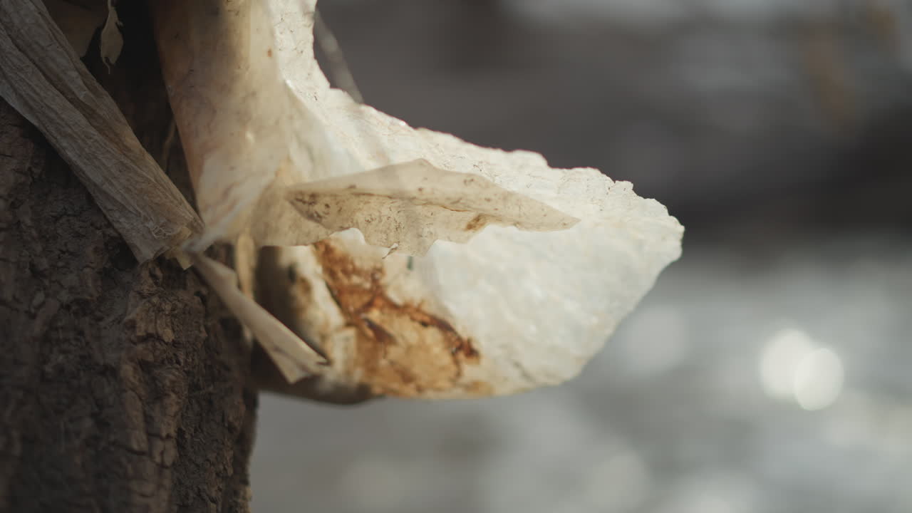 Close-up of dirty plastic waste caught on rough tree bark near flowing river, with sunlight highlighting texture and damage, representing environmental pollution and human impact on natural ecosystem
