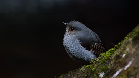 Dieser-Weibliche-Rotschwänzchen-Ist-Nicht-So-Farbenfroh-Wie-Das-Männchen,-Aber-Sicher-So-Flauschig-Wie-Ein-Knäuel-Eines-Niedlichen-Vogels