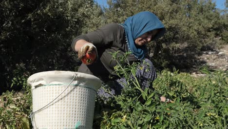 woman harvest tomatoes