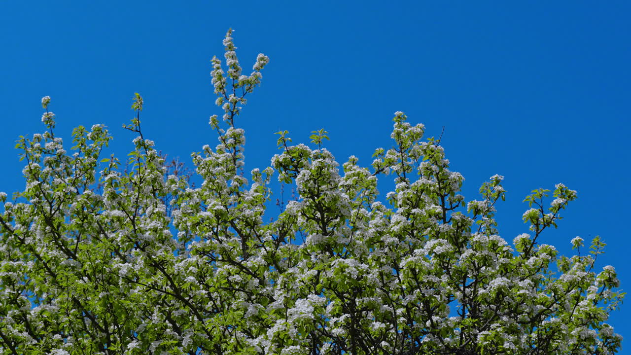 Parte superiore di un pero con fiori bianchi e foglie verdi. Il cielo azzurro brillante esalta il contrasto