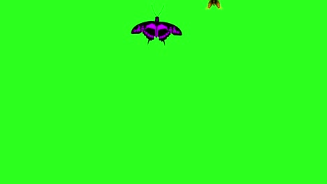 animated colorful beauty butterfly on green screen chroma key