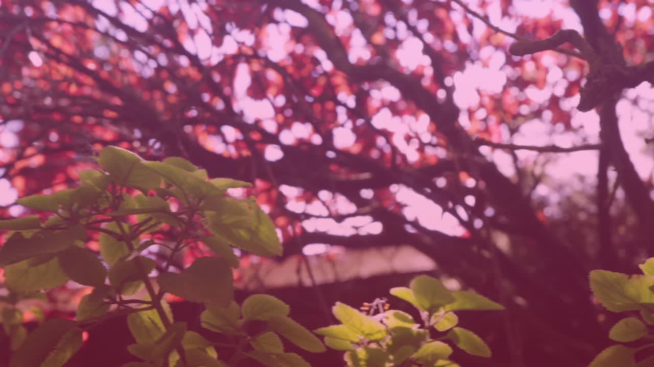 정원 에 있는 나무 와 관목 들 이 물 을 공급 하는 영상