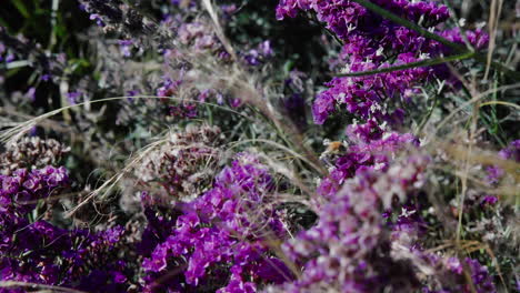 Hummellandung-Auf-Lila-Wildblumen-Im-Sommer