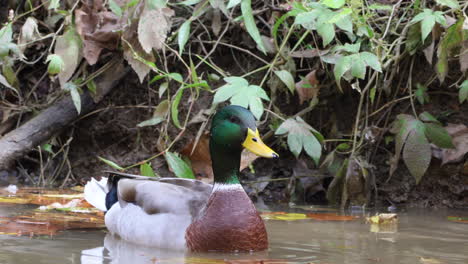 un pato macho alimentándose en el río a primera hora de la mañana