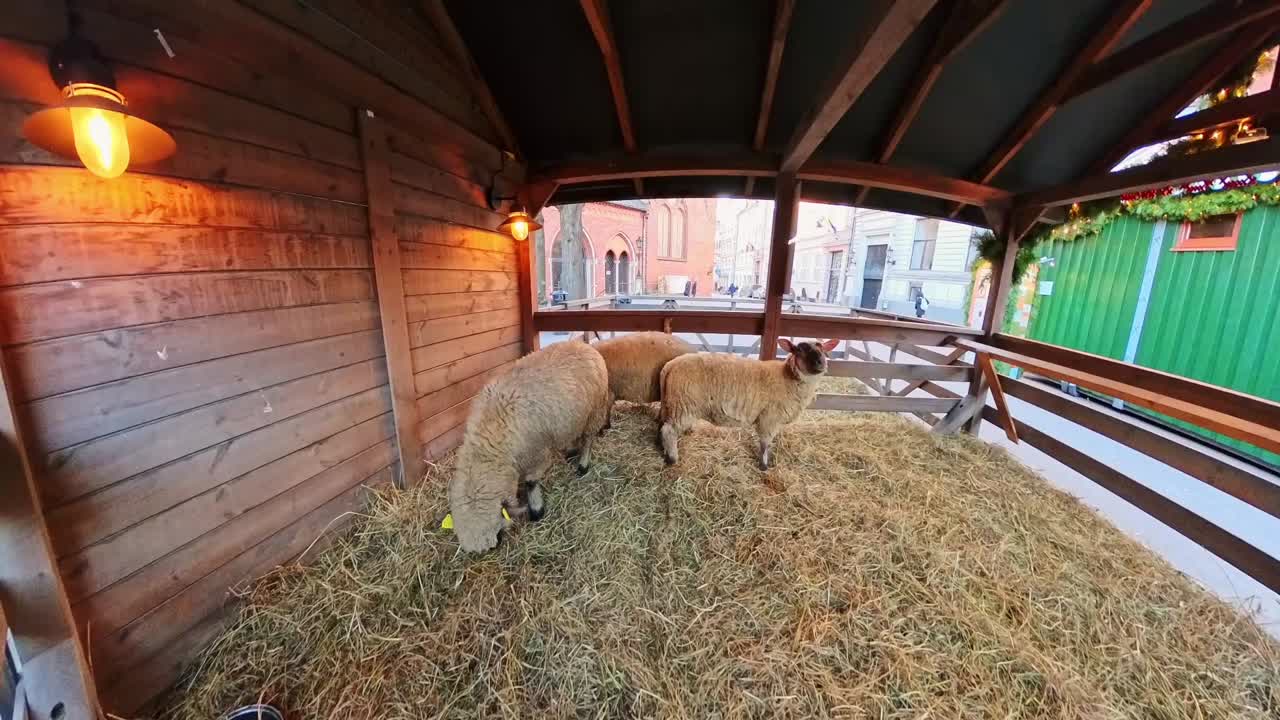 Fiskeøjevidvinkel inde i en træhytte på et julemarked, hvor tre får står på hø under varme lamper, med gaden synlig gennem gelændere