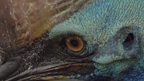 extreme close up of cassowary's head