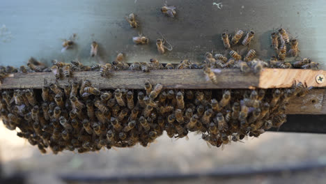 las abejas melíferas enjambran en una colmena de madera en quilpue, chile durante el día, zumbando activamente a la luz del sol