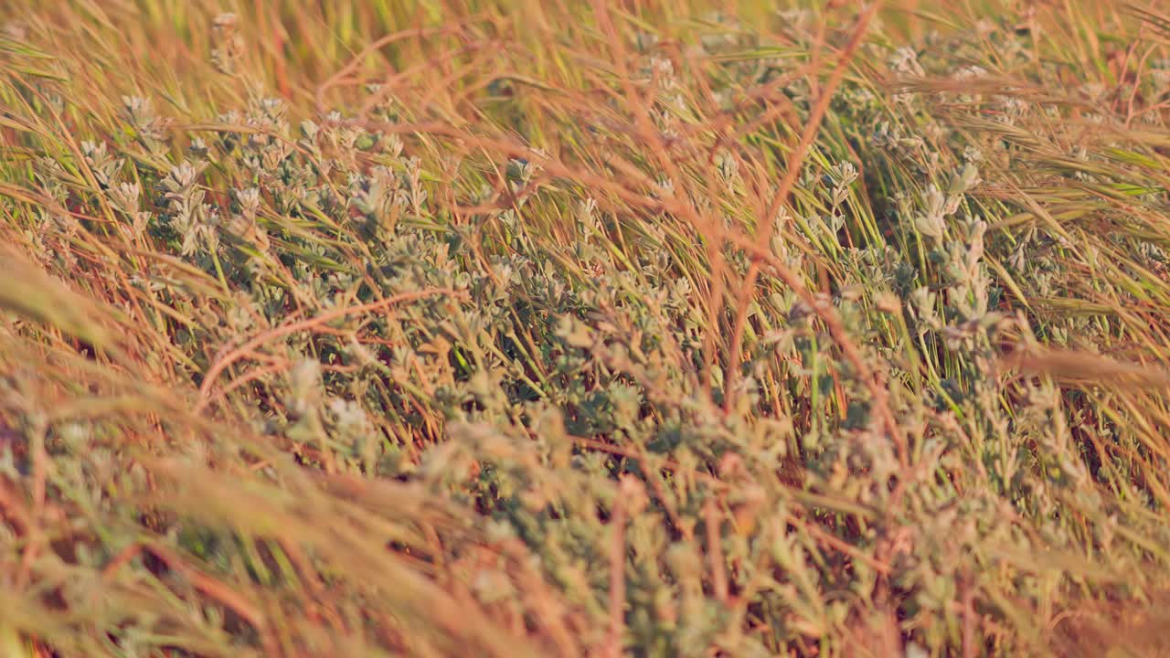 vegetación seca que sopla en el viento