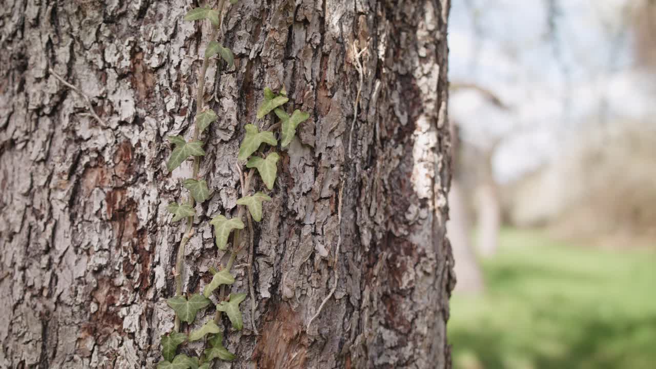 Closeup trucking shot of a tree trunk with ivy growing up the trunk, bright blue sky day