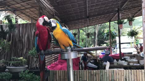 a couple of cute and colorful macaws.