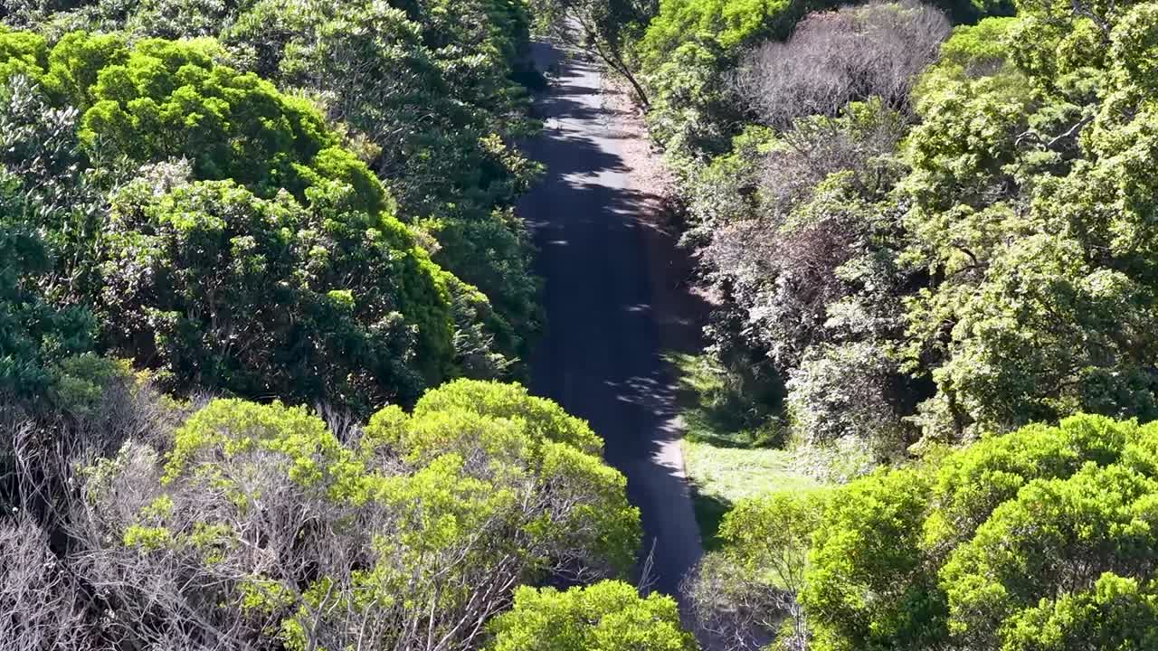 Um veículo branco percorre uma estrada de asfalto sinuosa rodeada por densa folhagem verde da floresta.